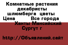 Комнатные растения, декабристы (шлюмберга) цветы › Цена ­ 300 - Все города  »    . Ханты-Мансийский,Сургут г.